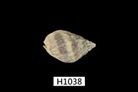 藏品(小唐冠織紋螺)的圖片